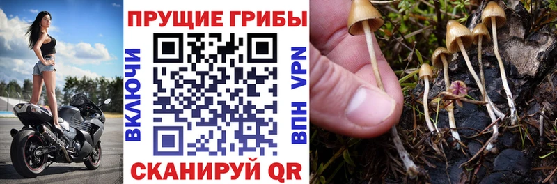 Галлюциногенные грибы GOLDEN TEACHER  купить наркотик  hydra ТОР  Холм 